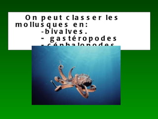 On peut classer les mollusques en: bivalves. - gastéropodes - céphalopodes.
