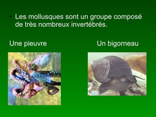 Les mollusques sont un groupe composé de très nombreux invertébrés. Une pieuvre Un bigorneau