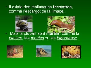 Il existe des mollusques terrestres , comme l’escargot ou la limace, Mais la plupart sont marins , comme la pieuvre , les moules ou les bigorneaux .