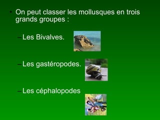 On peut classer les mollusques en trois grands groupes : Les Bivalves. Les gastéropodes. Les céphalopodes
