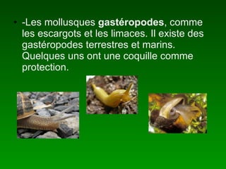 -Les mollusques gastéropodes , comme les escargots et les limaces. Il existe des gastéropodes terrestres et marins. Quelques uns ont une coquille comme protection.