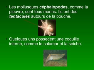 Les mollusques céphalopodes , comme la pieuvre, sont tous marins. Ils ont des tentacules autours de la bouche. Quelques uns possèdent une coquille interne, comme le calamar et la seiche.