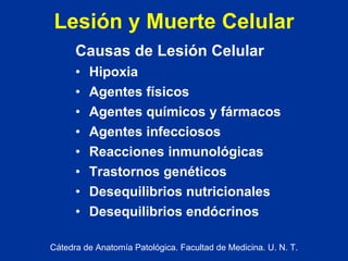 Lesión y Muerte Celular Causas de Lesión Celular Hipoxia Agentes físicos Agentes químicos y fármacos Agentes infecciosos Reacciones inmunológicas Trastornos genéticos Desequilibrios nutricionales Desequilibrios endócrinos Cátedra de Anatomía Patológica. Facultad de Medicina. U. N. T. 