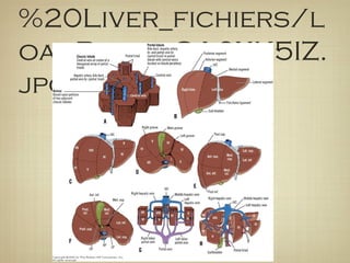 %20Liver_fichiers/l
oadBinaryCA6XK5IZ.
jpg
 
