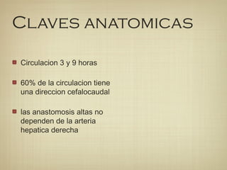 Claves anatomicas
Circulacion 3 y 9 horas
60% de la circulacion tiene
una direccion cefalocaudal
las anastomosis altas no
dependen de la arteria
hepatica derecha
 