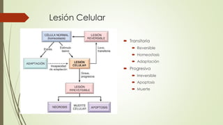 Lesión Celular
 Transitoria
 Reversible
 Homeostasis
 Adaptación
 Progresiva
 Irreversible
 Apoptosis
 Muerte
 