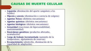 CAUSAS DE MUERTE CELULAR
 