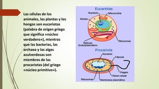 Las células de los
animales, las plantas y los
hongos son eucariotas
(palabra de origen griego
que significa «núcleo
verdadero»), mientras
que las bacterias, las
archaea y las algas
azulverdosas son
miembros de las
procariotas (del griego
«núcleo primitivo»).
 