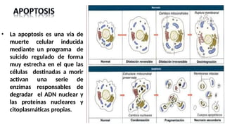 • La apoptosis es una vía de
muerte celular inducida
mediante un programa de
suicido regulado de forma
muy estrecha en el que las
células destinadas a morir
activan una serie de
enzimas responsables de
degradar el ADN nuclear y
las proteínas nucleares y
citoplasmáticas propias.
 