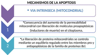 MECANISMOS DE LA APOPTOSIS
• VIA INTRINSECA (MITOCONDRIAL)
1
•Consecuencia del aumento de la permeabilidad
mitocondrial con liberación de moléculas proapoptósicas
(inductores de muerte) en el citoplasma.
2
•La liberación de proteína mitocondriales se controla
mediante un equilibrio regulado entre los miembros pro y
antiapoptósicos de la familia de proteínas Bcl.
 