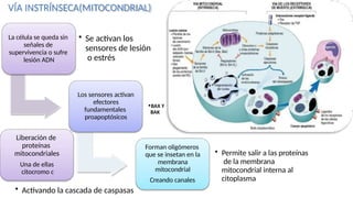 La célula se queda sin
señales de
supervivencia o sufre
lesión ADN
• Se activan los
sensores de lesión
o estrés
Los sensores activan
efectores
fundamentales
proapoptósicos
•BAX Y
BAK
Forman oligómeros
que se insetan en la
membrana
mitocondrial
Creando canales
• Permite salir a las proteínas
de la membrana
mitocondrial interna al
citoplasma
Liberación de
proteínas
mitocondriales
Una de ellas
citocromo c
• Activando la cascada de caspasas
VÍA INSTRÍNSECA(MITOCONDRIAL)
 