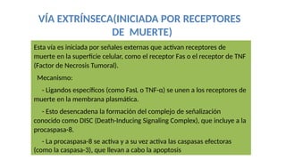 VÍA EXTRÍNSECA(INICIADA POR RECEPTORES
DE MUERTE)
Esta vía es iniciada por señales externas que activan receptores de
muerte en la superficie celular, como el receptor Fas o el receptor de TNF
(Factor de Necrosis Tumoral).
Mecanismo:
- Ligandos específicos (como FasL o TNF-α) se unen a los receptores de
muerte en la membrana plasmática.
- Esto desencadena la formación del complejo de señalización
conocido como DISC (Death-Inducing Signaling Complex), que incluye a la
procaspasa-8.
- La procaspasa-8 se activa y a su vez activa las caspasas efectoras
(como la caspasa-3), que llevan a cabo la apoptosis
 