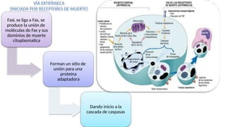 Forman un sitio de
unión para una
proteína
adaptadora
Dando inicio a la
cascada de caspasas
VÍA EXTRÍNSECA
(INICIADA POR RECEPTORES DE MUERTE)
FasL se liga a Fas, se
produce la unión de
moléculas de Fas y sus
dominios de muerte
citoplasmatica
 