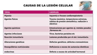 CAUSAS DE LA LESIÓN CELULAR
 