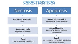 Necrosis
Membrana plasmática
Rota
Contenido celular
Digestión enzimática
Papel
Invariablemente patológico
Apoptosis
Membrana plasmática
Intacta (estructura alterada)
Contenido celular
Intacto (se liberan cuerpos
apoptosicos)
Papel
Frecuentemente fisiológico (elimina
células no deseadas)
 