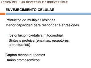 LESION CELULAR REVERSIBLE E IRREVERSIBLE
ENVEJECIMIENTO CELULAR
Productos de multiples lesiones
Menor capacidad para responder a agresiones
fosforilacion oxidativa mitocondrial.
Sintesis proteica (enzimas, receptores,
estructurales)
Captan menos nutrientes
Daños cromosomicos
 