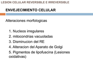 LESION CELULAR REVERSIBLE E IRREVERSIBLE
ENVEJECIMIENTO CELULAR
Alteraciones morfologicas
1. Nucleos irregulares
2. mitocondrias vacuoladas
3. Disminucion del RE
4. Alteracion del Aparato de Golgi
5. Pigmentos de lipofuscina (Lesiones
oxidativas)
 
