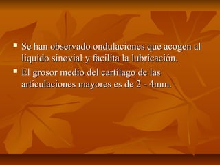  Se han observado oonndduullaacciioonneess qquuee aaccooggeenn aall 
lliiqquuiiddoo ssiinnoovviiaall yy ffaacciilliittaa llaa lluubbrriiccaacciióónn.. 
 EEll ggrroossoorr mmeeddiioo ddeell ccaarrttííllaaggoo ddee llaass 
aarrttiiccuullaacciioonneess mmaayyoorreess eess ddee 22 -- 44mmmm.. 
 
