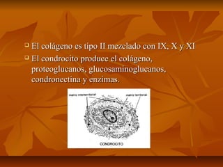  e El colágeno ess ttiippoo IIII mmeezzccllaaddoo ccoonn IIXX,, XX yy XXII 
 EEll ccoonnddrroocciittoo pprroodduuccee eell ccoolláággeennoo,, 
pprrootteeoogglluuccaannooss,, gglluuccoossaammiinnoogglluuccaannooss,, 
ccoonnddrroonneeccttiinnaa yy eennzziimmaass.. 
 