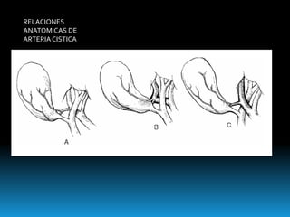 RELACIONES
ANATOMICAS DE
ARTERIACISTICA
 