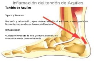 Tendón de Aquiles
Signos y Síntomas
Hinchazón y deformación, algún ruido o chasquido al lesionarse, el dolor puede ser
ligero o intenso, perdida de la capacidad funcional.

Rehabilitación
•Aplicación inmediata de hielo y compresión en el área.
•Inmovilización del pie con una férula.

 