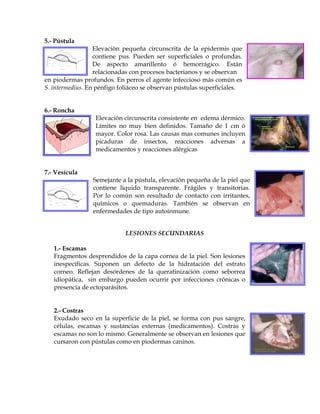 5.- Pústula
Elevación pequeña circunscrita de la epidermis que
contiene pus. Pueden ser superficiales o profundas.
De aspecto amarillento ó hemorrágico. Están
relacionadas con procesos bacterianos y se observan
en piodermas profundos. En perros el agente infeccioso más común es
S. intermedius. En pénfigo foliáceo se observan pústulas superficiales.
6.- Roncha
Elevación circunscrita consistente en edema dérmico.
Límites no muy bien definidos. Tamaño de 1 cm ó
mayor. Color rosa. Las causas mas comunes incluyen
picaduras de insectos, reacciones adversas a
medicamentos y reacciones alérgicas
7.- Vesícula
Semejante a la pústula, elevación pequeña de la piel que
contiene líquido transparente. Frágiles y transitorias.
Por lo común son resultado de contacto con irritantes,
químicos o quemaduras. También se observan en
enfermedades de tipo autoinmune.
LESIONES SECUNDARIAS
1.- Escamas
Fragmentos desprendidos de la capa cornea de la piel. Son lesiones
inespecíficas. Suponen un defecto de la hidratación del estrato
corneo. Reflejan desórdenes de la queratinización como seborrea
idiopática, sin embargo pueden ocurrir por infecciones crónicas o
presencia de ectoparásitos.

2.- Costras
Exudado seco en la superficie de la piel, se forma con pus sangre,
células, escamas y sustancias externas (medicamentos). Costras y
escamas no son lo mismo. Generalmente se observan en lesiones que
cursaron con pústulas como en piodermas caninos.

 