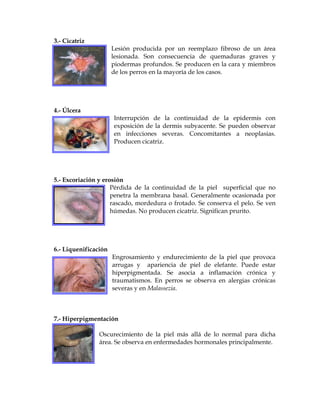 3.- Cicatriz
Lesión producida por un reemplazo fibroso de un área
lesionada. Son consecuencia de quemaduras graves y
piodermas profundos. Se producen en la cara y miembros
de los perros en la mayoría de los casos.

4.- Úlcera
Interrupción de la continuidad de la epidermis con
exposición de la dermis subyacente. Se pueden observar
en infecciones severas. Concomitantes a neoplasias.
Producen cicatriz.

5.- Excoriación y erosión
Pérdida de la continuidad de la piel superficial que no
penetra la membrana basal. Generalmente ocasionada por
rascado, mordedura o frotado. Se conserva el pelo. Se ven
húmedas. No producen cicatriz. Significan prurito.

6.- Liquenificación
Engrosamiento y endurecimiento de la piel que provoca
arrugas y apariencia de piel de elefante. Puede estar
hiperpigmentada. Se asocia a inflamación crónica y
traumatismos. En perros se observa en alergias crónicas
severas y en Malassezia.

7.- Hiperpigmentación
Oscurecimiento de la piel más allá de lo normal para dicha
área. Se observa en enfermedades hormonales principalmente.

 