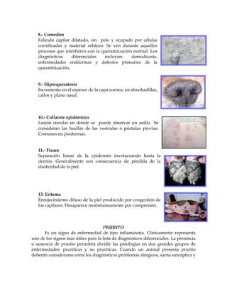 8.- Comedón
Folículo capilar dilatado, sin pelo y ocupado por células
cornificadas y material sebáceo. Se ven durante aquellos
procesos que interfieren con la queratinización normal. Los
diagnósticos
diferenciales
incluyen:
demodicosis,
enfermedades endócrinas y defectos primarios de la
queratinización.

9.- Hiperqueratosis
Incremento en el espesor de la capa cornea, en almohadillas,
callos y plano nasal.

10.- Collarete epidérmico
Lesión circular en donde se puede observar un anillo Se
consideran las huellas de las vesículas o pústulas previas.
Comunes en piodermas.
11.- Fisura
Separación linear de la epidermis involucrando hasta la
dermis. Generalmente son consecuencia de pérdida de la
elasticidad de la piel.

13. Eritema
Enrojecimiento difuso de la piel producido por congestión de
los capilares. Desaparece mometaneamente por compresión.

PRURITO
Es un signo de enfermedad de tipo inflamatoria. Clínicamente representa
uno de los signos más útiles para la lista de diagnósticos diferenciales. La presencia
o ausencia de prurito permitirá dividir las patologías en dos grandes grupos de
enfermedades: pruriticas y no pruriticas. Cuando un animal presenta prurito
deberán considerarse entre los diagnósticos problemas alérgicos, sarna sarcóptica y

 