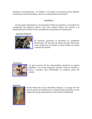 pioderma, principalmente, en cambio, si el animal no presenta prurito deberán
considerarse sarna demodésica, micosis y enfermedades hormonales.
ALOPECIA
Es otro signo importante en dermatología. Puede ser primaria o secundaria. Es
considerada por algunos autores como una entidad aparte. De acuerdo a la
distribución de la misma se han considerado tres patrones de distribución.
Simétrico bilateral.

En términos generales se presentan en problemas
hormonales. En este tipo de patrón pueden observarse
zonas alopécicas de tamaño y forma similar en ambos
costados del animal.

Asimétrico.
La gran mayoría de las enfermedades producen un patrón
asimétrico. Las zonas alopécicas pueden variar en tamaño y
forma y pueden estar distribuidas en cualquier parte del
cuerpo.

Regional.
Puede observarse en las dermatitis alérgicas a la pulga En este
tipo de patrón de distribución, la alopecia está localizada en una
región del cuerpo del paciente la cual está bien delimitada.

 
