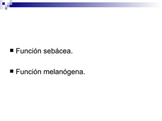 Función sebácea. Función melanógena. 