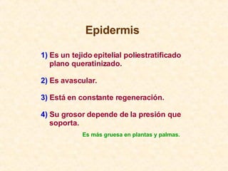 Epidermis  1)  Es un tejido epitelial poliestratificado plano queratinizado. 2)  Es avascular. 3)  Está en constante regen...