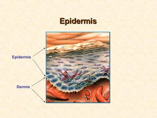 Epidermis Dermis Epidermis 