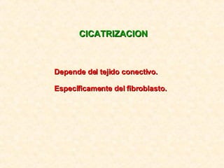 CICATRIZACION Depende del tejido conectivo. Específicamente del fibroblasto. 