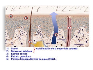 <ul><li>Sudor  Acidificación de la superficie cutánea </li></ul><ul><li>Secreción sebácea </li></ul><ul><li>Estrato córneo...