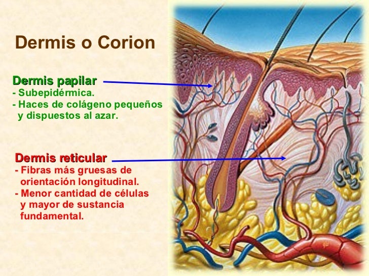 Lesiones E Infecciones De La Piel
