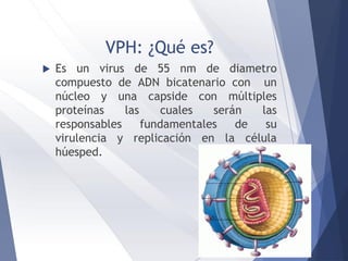 VPH: ¿Qué es?
 Es un virus de 55 nm de diametro
compuesto de ADN bicatenario con un
núcleo y una capside con múltiples
proteínas las cuales serán las
responsables fundamentales de su
virulencia y replicación en la célula
húesped.
 