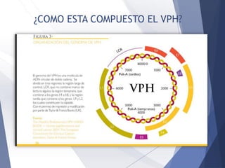 ¿COMO ESTA COMPUESTO EL VPH?
 