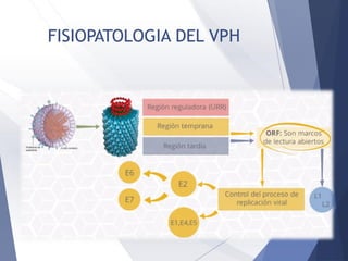 FISIOPATOLOGIA DEL VPH
 