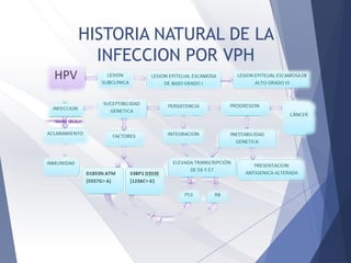 HISTORIA NATURAL DE LA
INFECCION POR VPH
 
