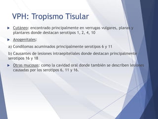 VPH: Tropismo Tisular
 Cutáneo: encontrado principalmente en verrugas vulgares, planas y
plantares donde destacan serotipos 1, 2, 4, 10
 Anogenitales:
a) Condilomas acuminados principalmente serotipos 6 y 11
b) Causantes de lesiones intraepiteliales donde destacan principalmente
serotipos 16 y 18
 Otras mucosas: como la cavidad oral donde también se describen lesiones
causadas por los serotipos 6, 11 y 16.
 