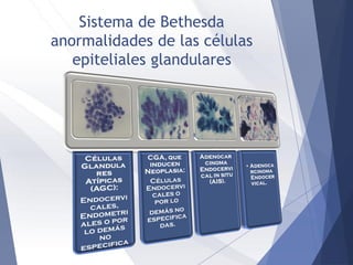 Sistema de Bethesda
anormalidades de las células
epiteliales glandulares
 
