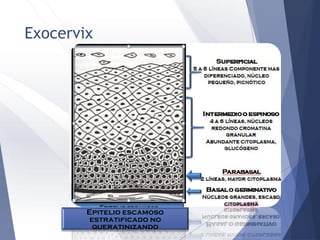 Exocervix
Epitelio escamoso
estratificado no
queratinizando
 