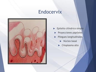 Endocervix
 Epitelio cilíndrico simple
 Proyecciones papilares
 Pliegues longitudinales
 Núcleo basal
 Citoplasma alto
 