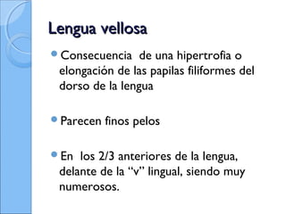 Lengua vellosaLengua vellosa
Consecuencia de una hipertrofia o
elongación de las papilas filiformes del
dorso de la lengua
Parecen finos pelos
En los 2/3 anteriores de la lengua,
delante de la “v” lingual, siendo muy
numerosos.
 