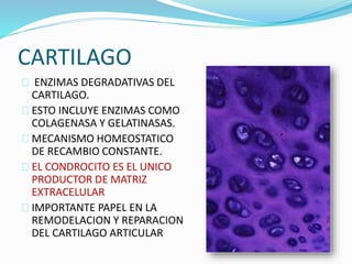 CARTILAGO 
ENZIMAS DEGRADATIVAS DEL 
CARTILAGO. 
ESTO INCLUYE ENZIMAS COMO 
COLAGENASA Y GELATINASAS. 
MECANISMO HOMEOSTATICO 
DE RECAMBIO CONSTANTE. 
EL CONDROCITO ES EL UNICO 
PRODUCTOR DE MATRIZ 
EXTRACELULAR 
IMPORTANTE PAPEL EN LA 
REMODELACION Y REPARACION 
DEL CARTILAGO ARTICULAR 
 
