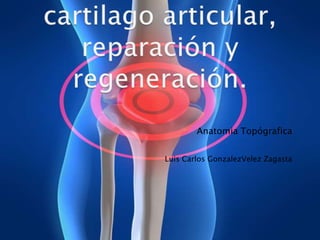 Anatomia Topógrafica


Luis Carlos GonzalezVelez Zagasta
 