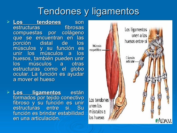Lesiones+del+aparato+locomotor+exposicion