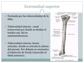  Tuberosidad anterior:
 Por delante de la
espina, donde se
inserta el ligamento
rotuliano.
 