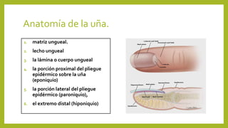 Anatomía de la uña.
1. matriz ungueal.
2. lecho ungueal
3. la lámina o cuerpo ungueal
4. la porción proximal del pliegue
epidérmico sobre la uña
(eponiquio)
5. la porción lateral del pliegue
epidérmico (paroniquio),
6. el extremo distal (hiponiquio)
 