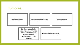 Tumores
Onichopapiloma Disqueratoma verrucoso. Tumor glómico.
Carcinoma de células
escamosas (incluyendo
carcinoma de células
escamoas insitu
(enfermedad de
Bowen).
Melanoma amelanótico.
 